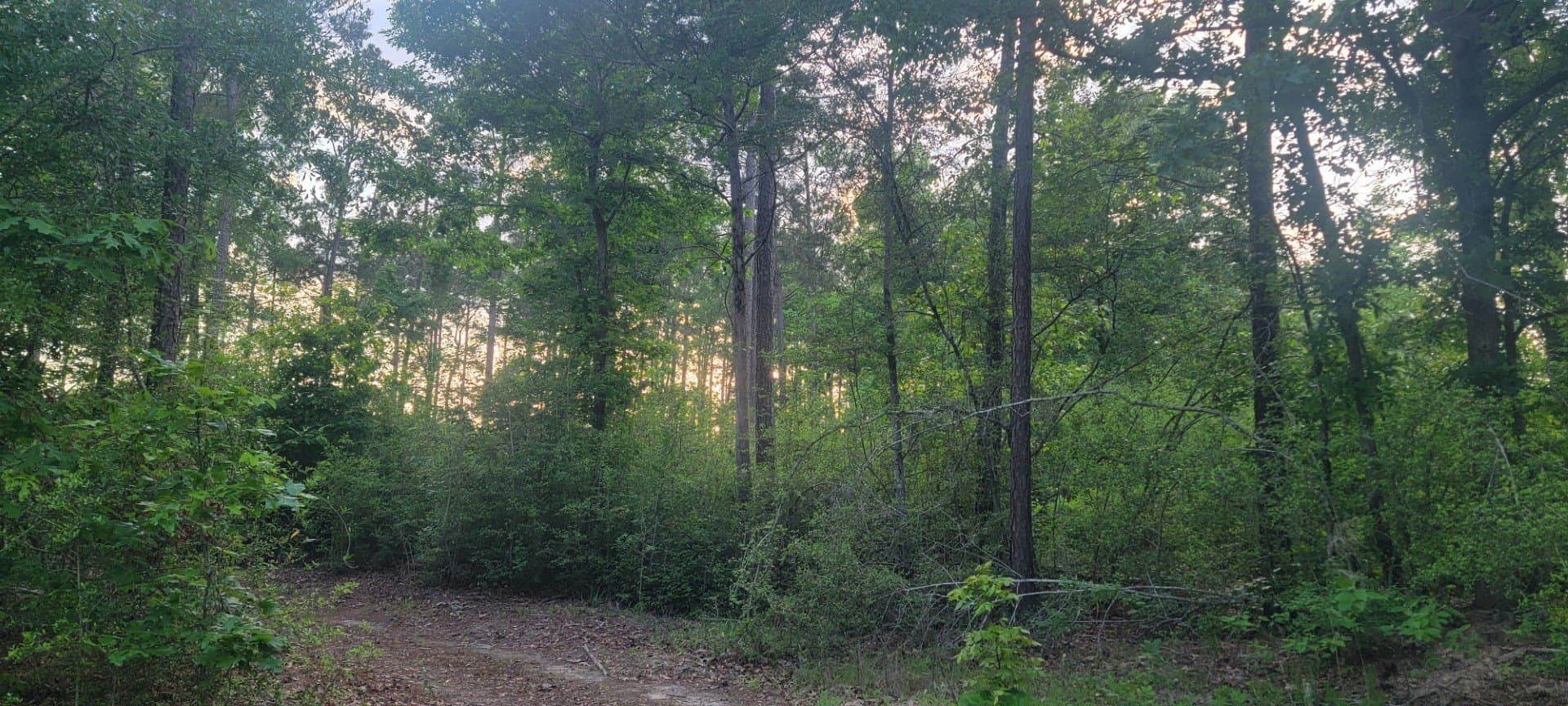 55.26 acres in Panola County - photo 15
