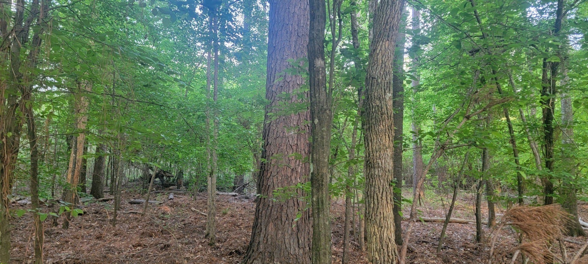 55.26 acres in Panola County - photo 24