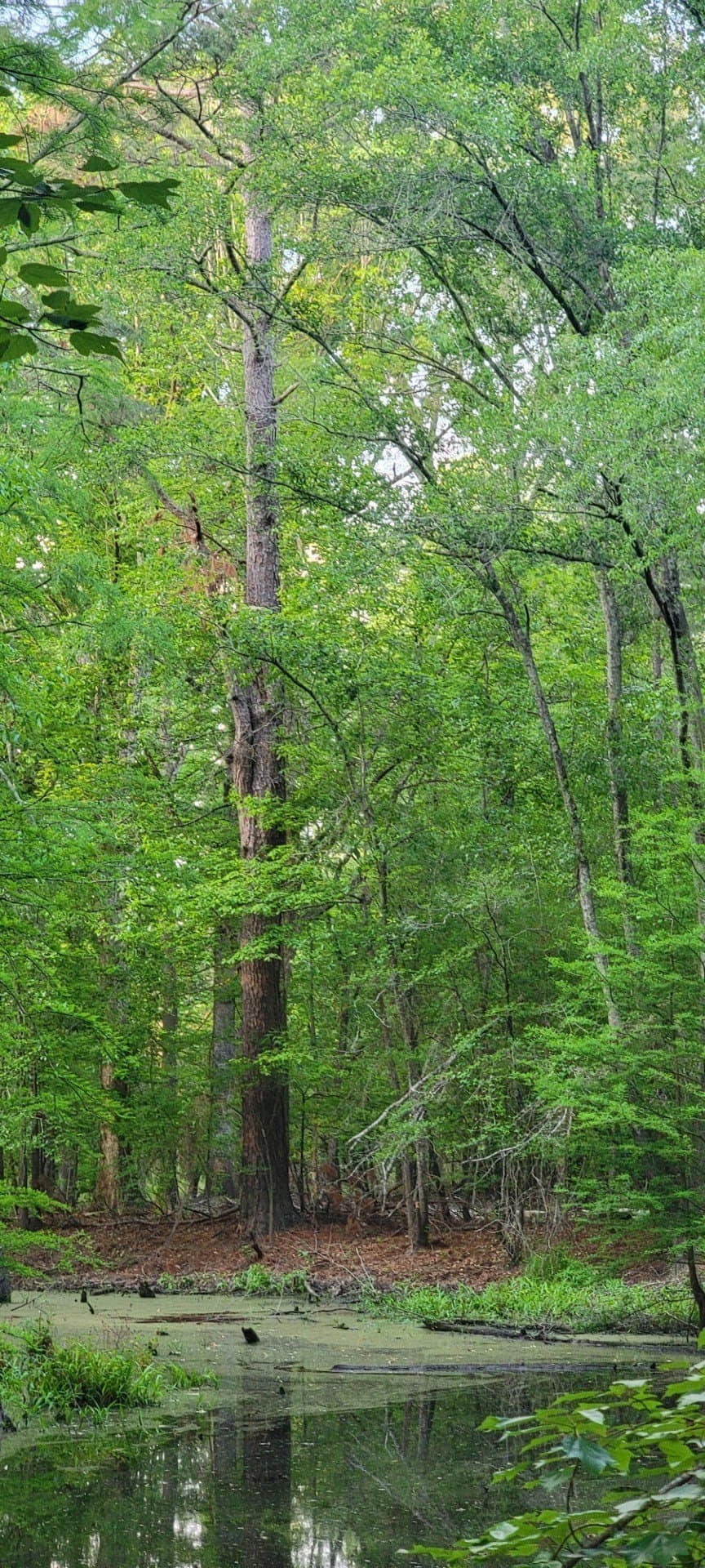 55.26 acres in Panola County - photo 26