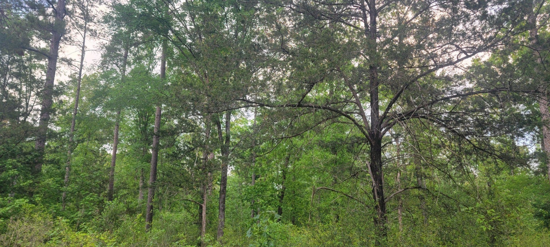 55.26 acres in Panola County - photo 11