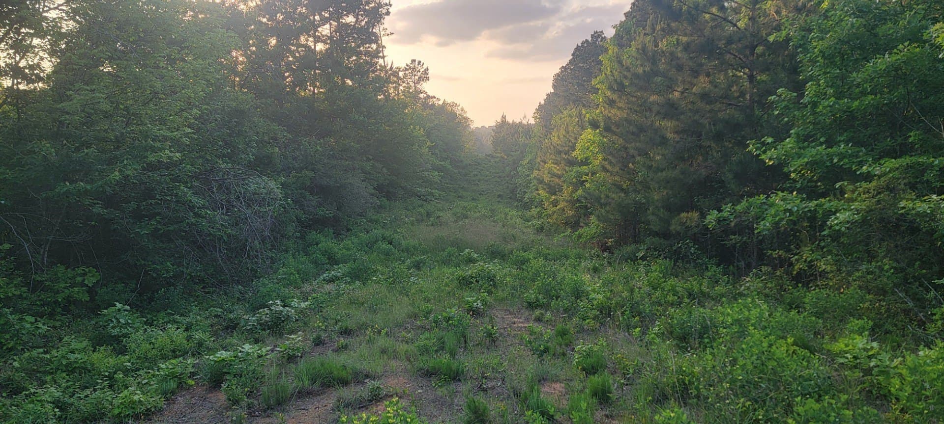 55.26 acres in Panola County - photo 27