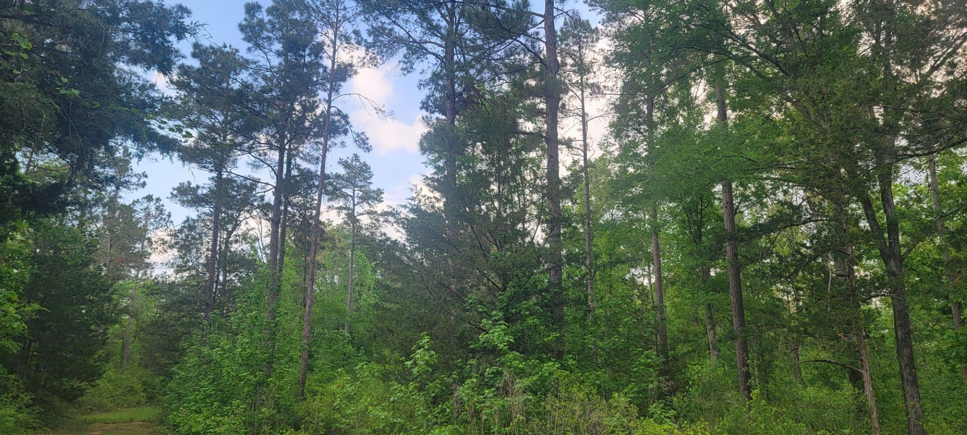 55.26 acres in Panola County - photo 12