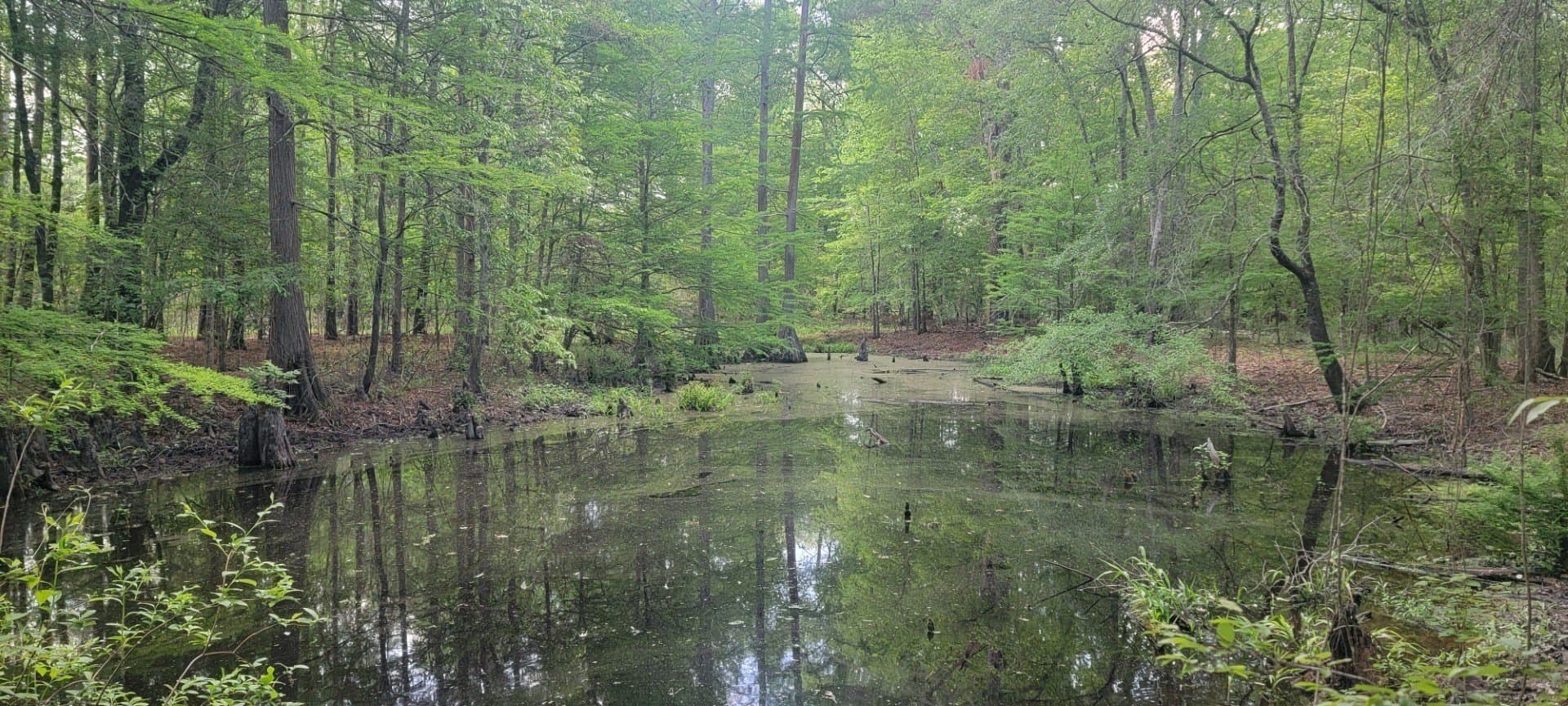 55.26 acres in Panola County - photo 18