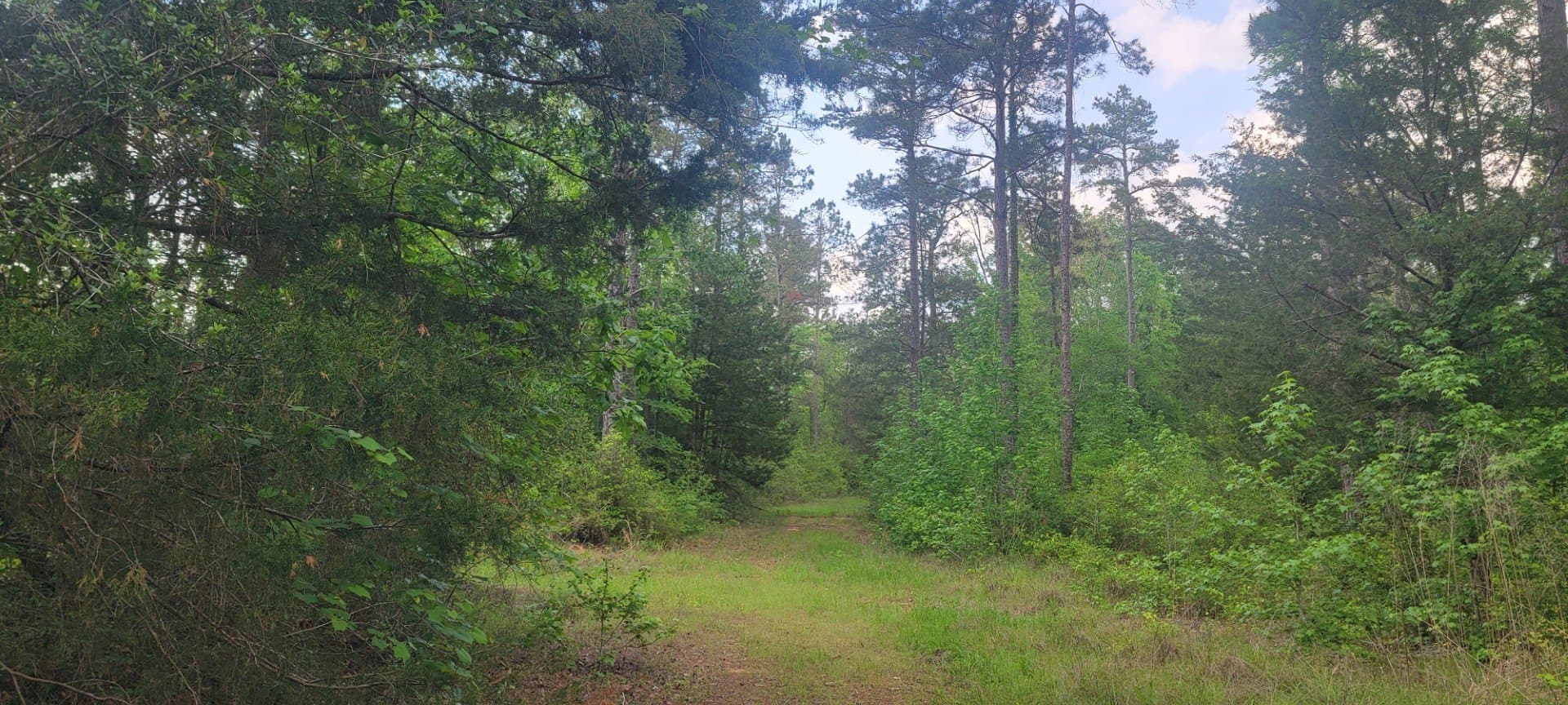55.26 acres in Panola County - photo 13