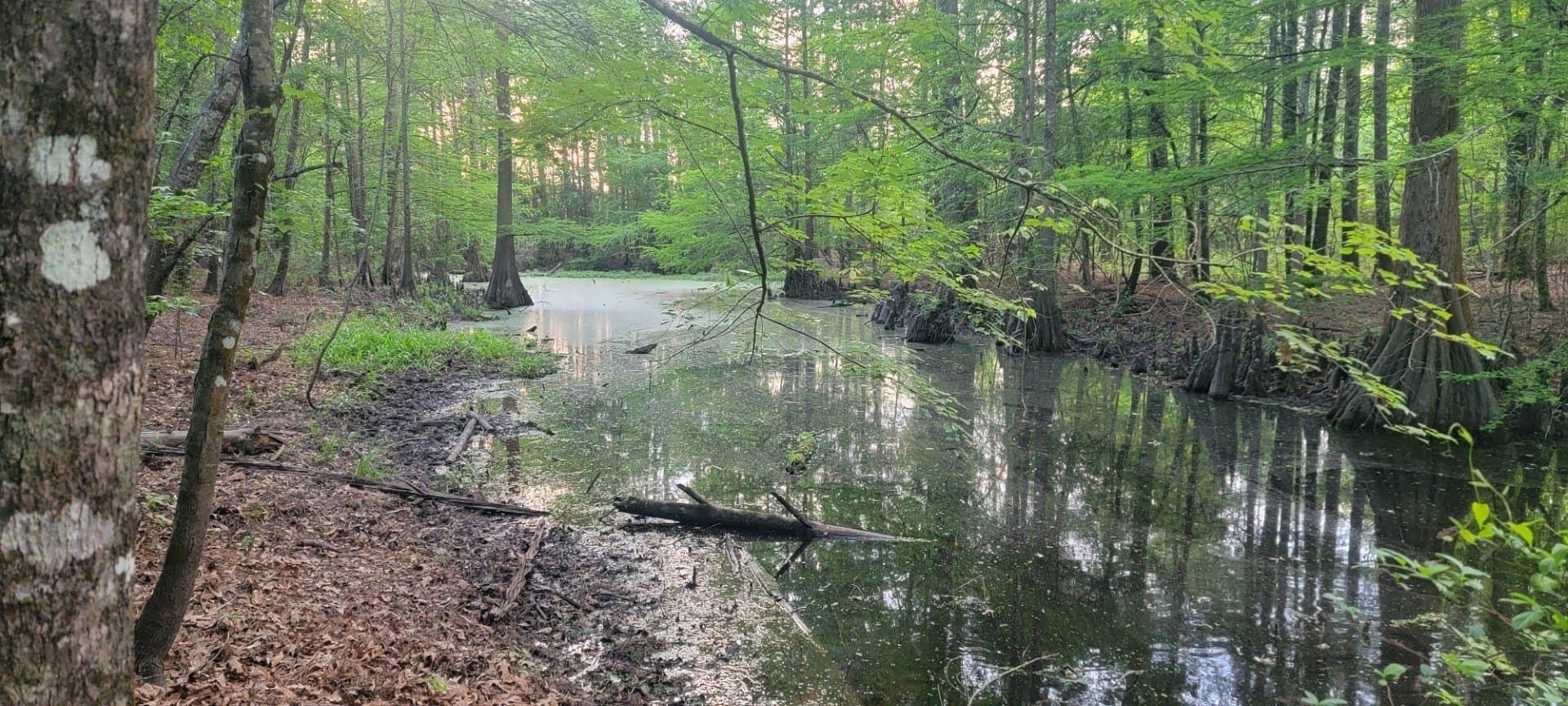 55.26 acres in Panola County - photo 19