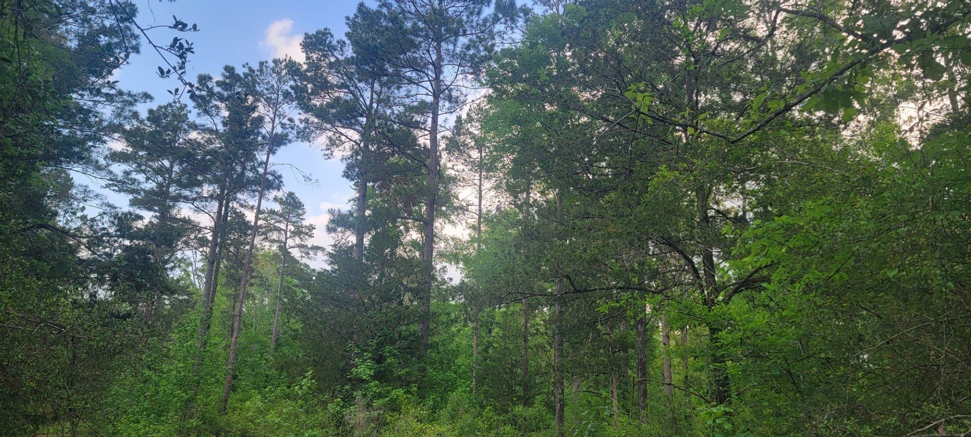 55.26 acres in Panola County - photo 10