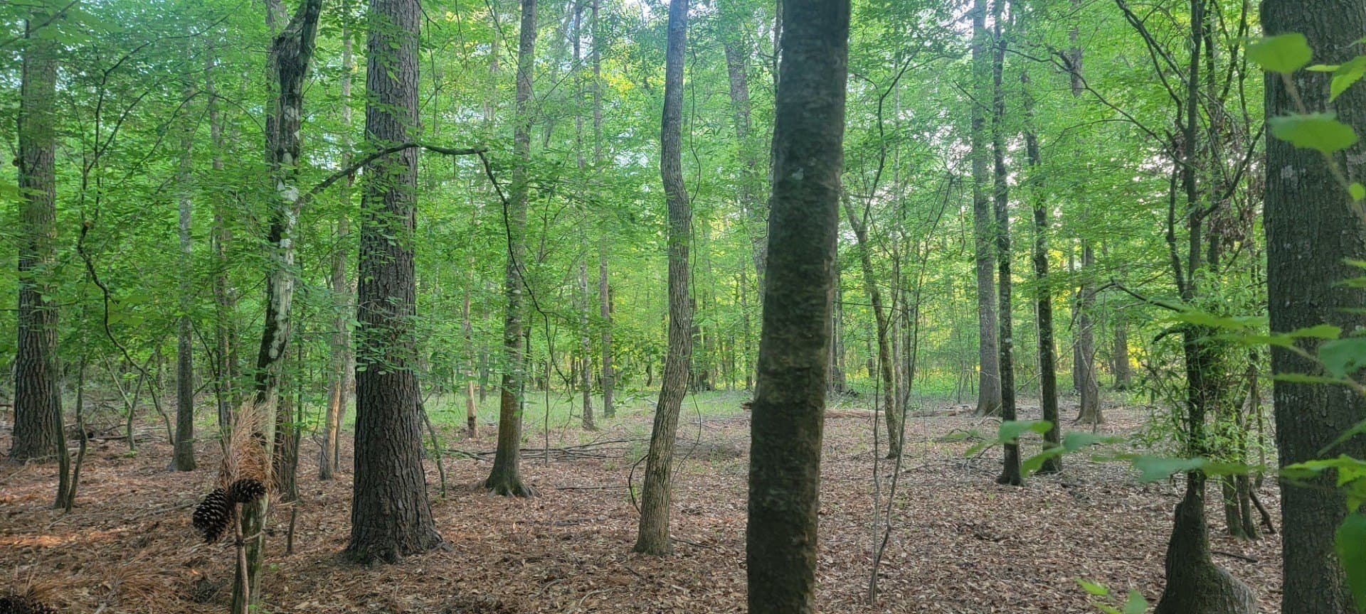 55.26 acres in Panola County - photo 23