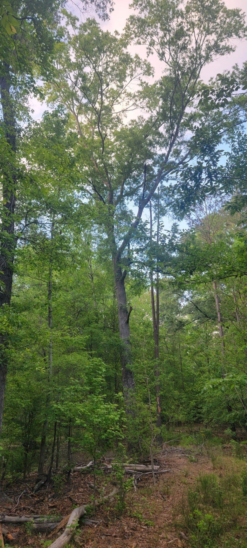 55.26 acres in Panola County - photo 16