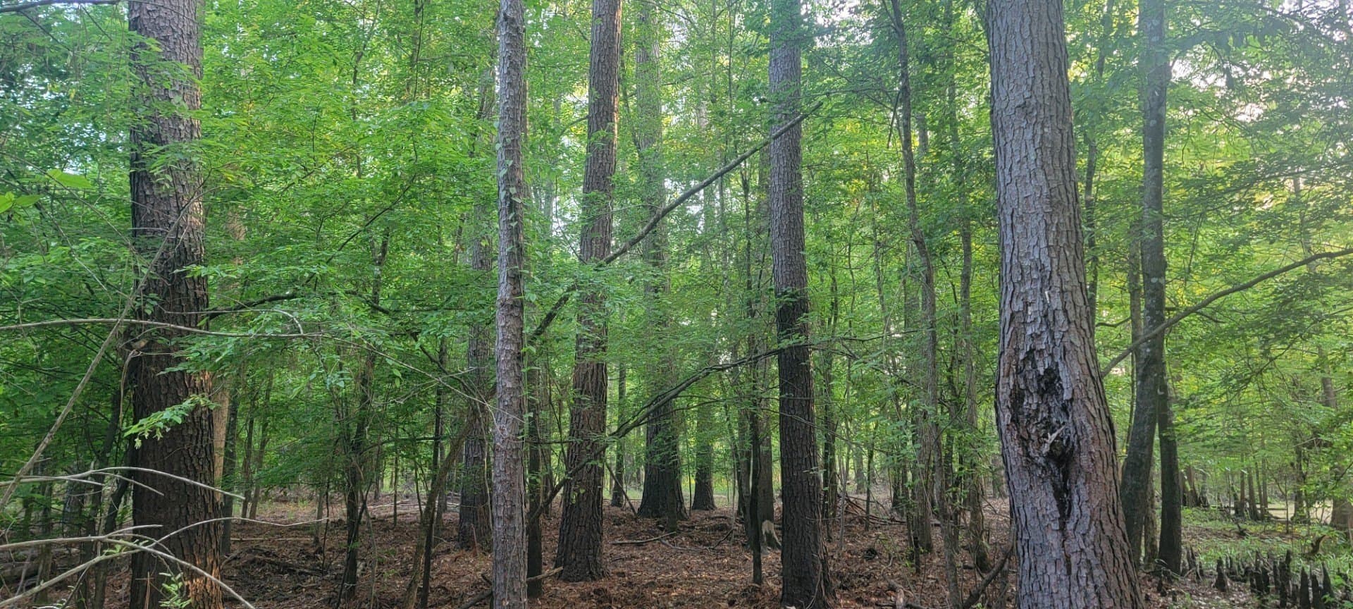 55.26 acres in Panola County - photo 21