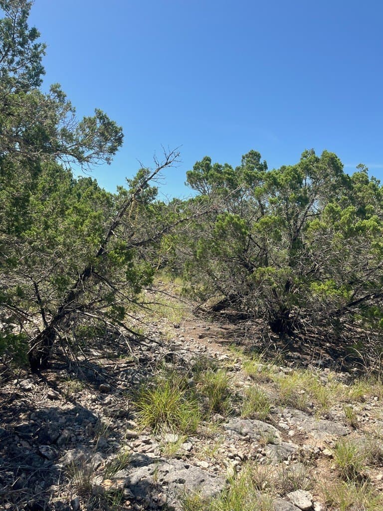 20.14 acres in Real County gallery image 2