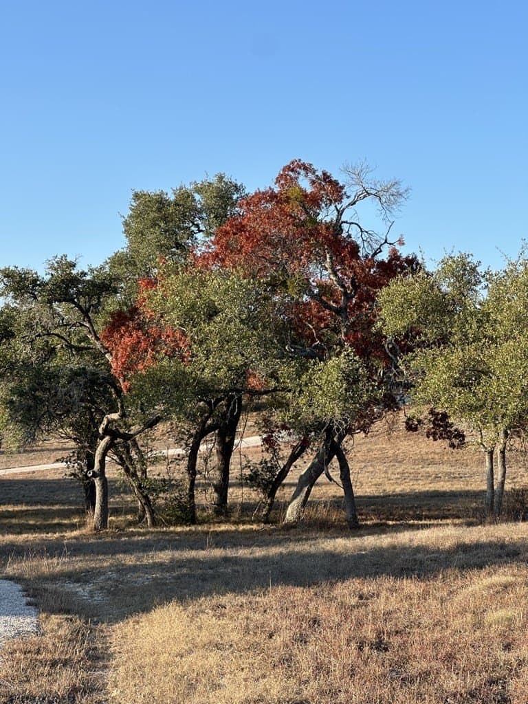 29.44 acres in Texas County - photo 9