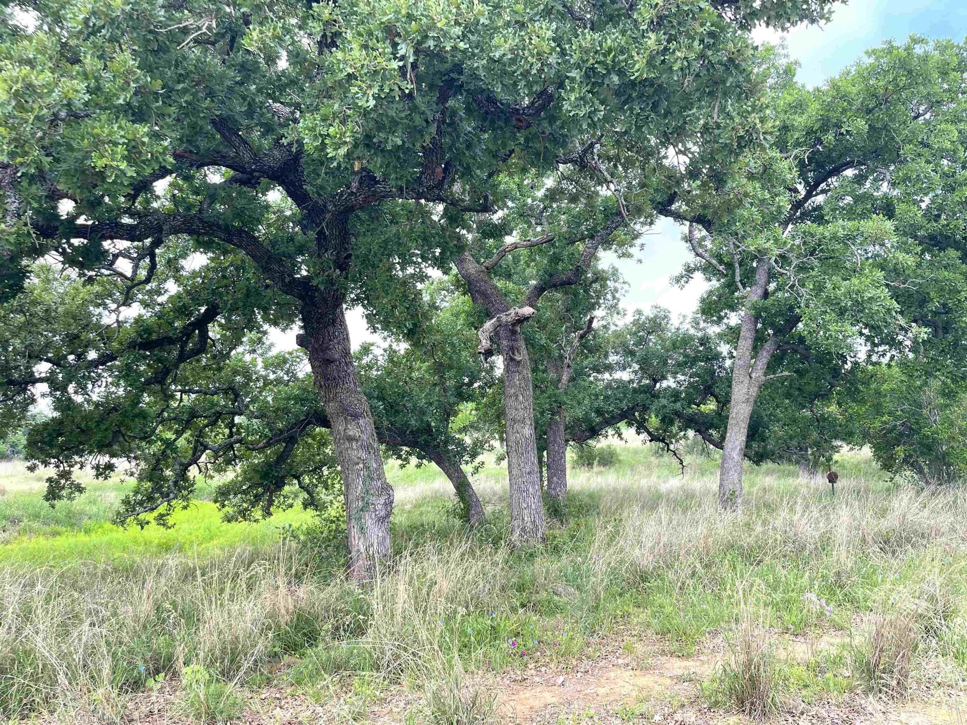 17.26 acres in Llano County - photo 13
