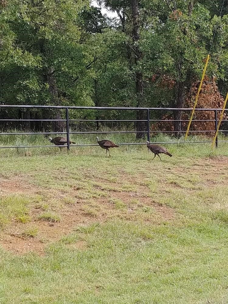 1 acres in Montague County - photo 9