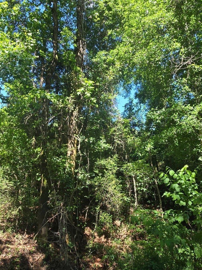 4.65 acres in Texas County - photo 9