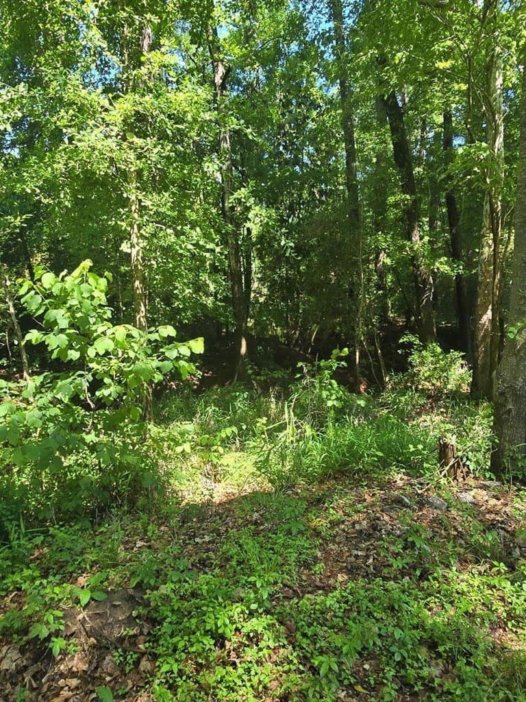 4.65 acres in Texas County - photo 6