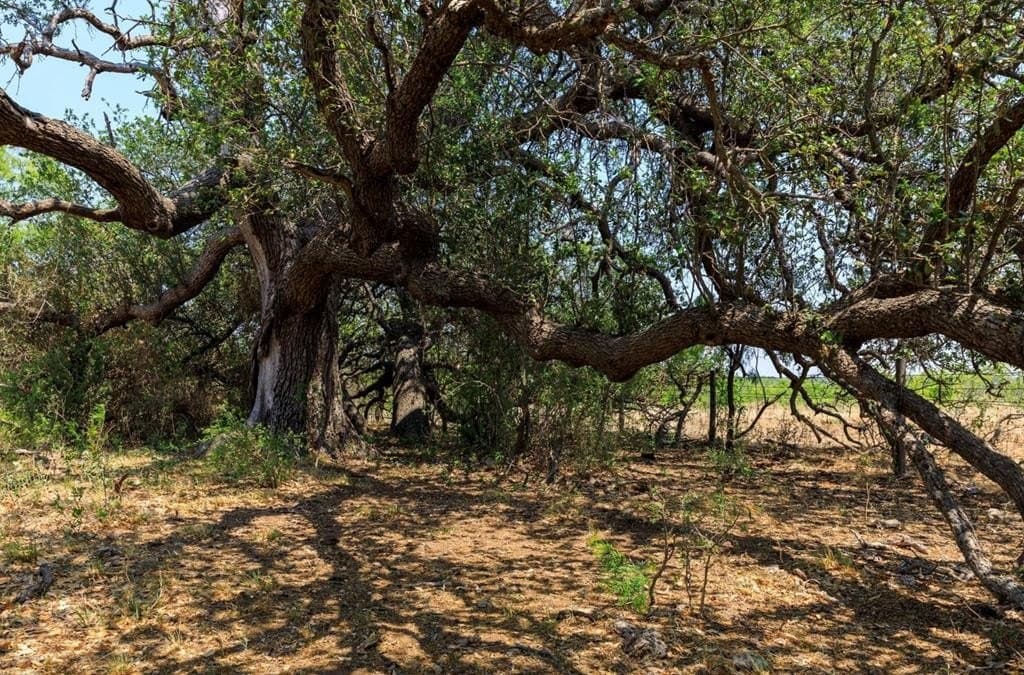 1,145 acres in Coleman County - photo 18