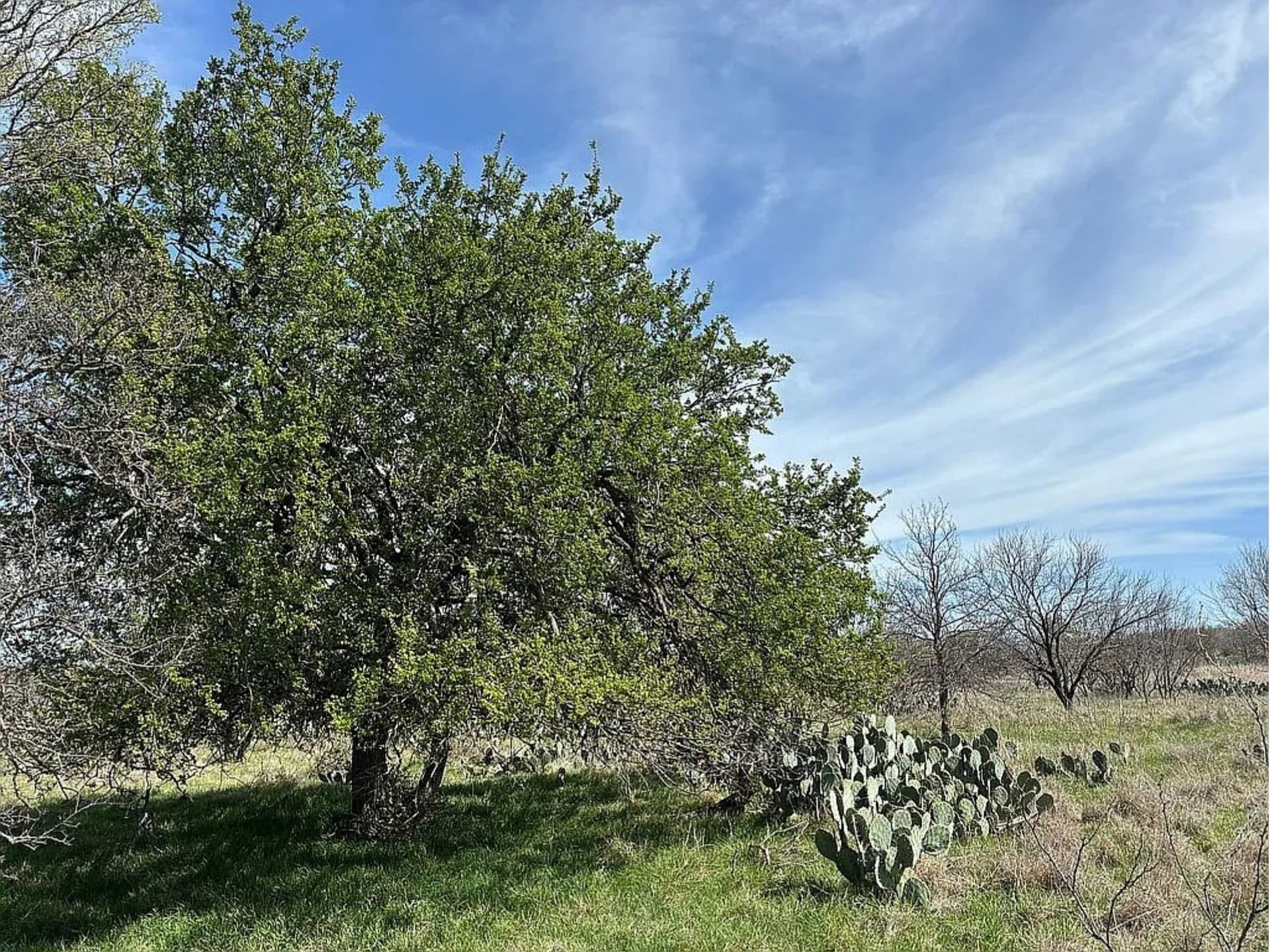 25 acres in Coleman County - photo 2