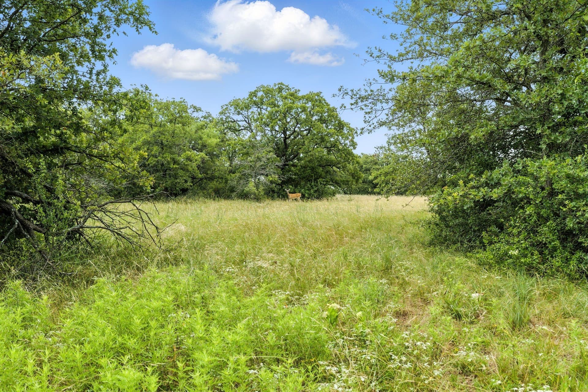 283 acres in Jack County - photo 15