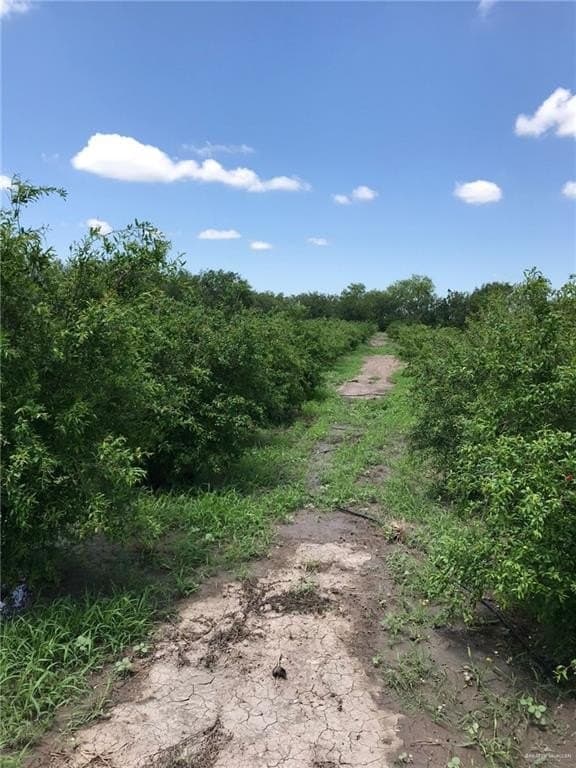 11.96 acres in Hidalgo County gallery image 4