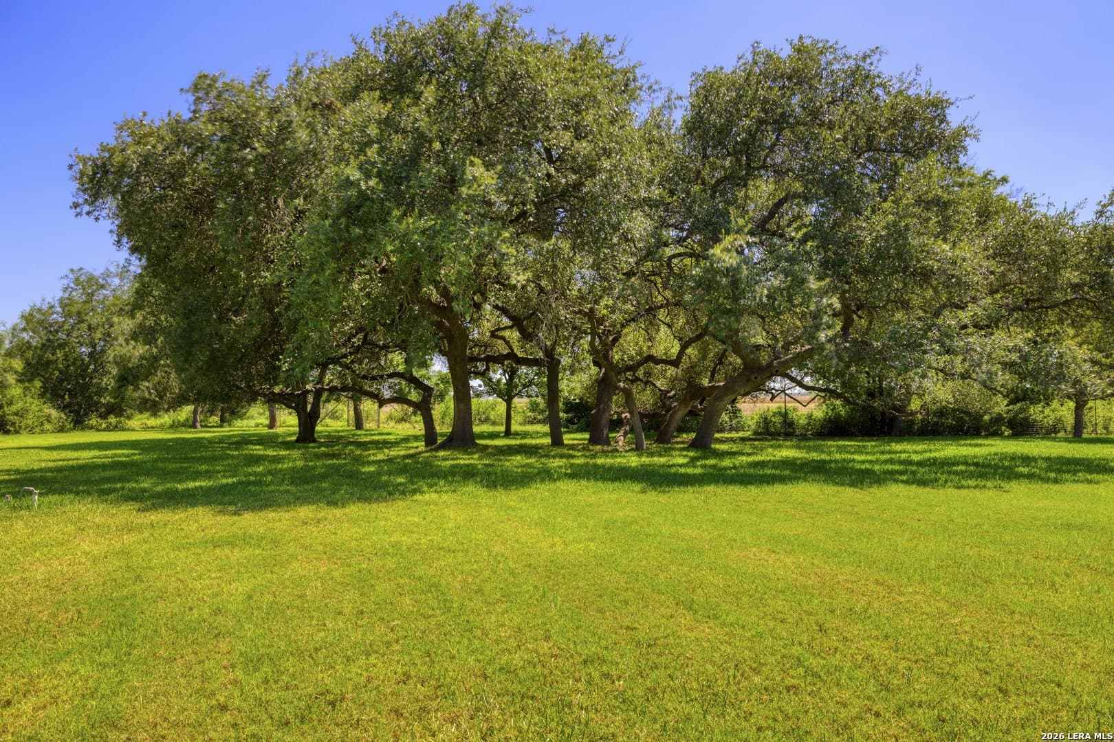 18.56 acres in Uvalde County gallery image 2