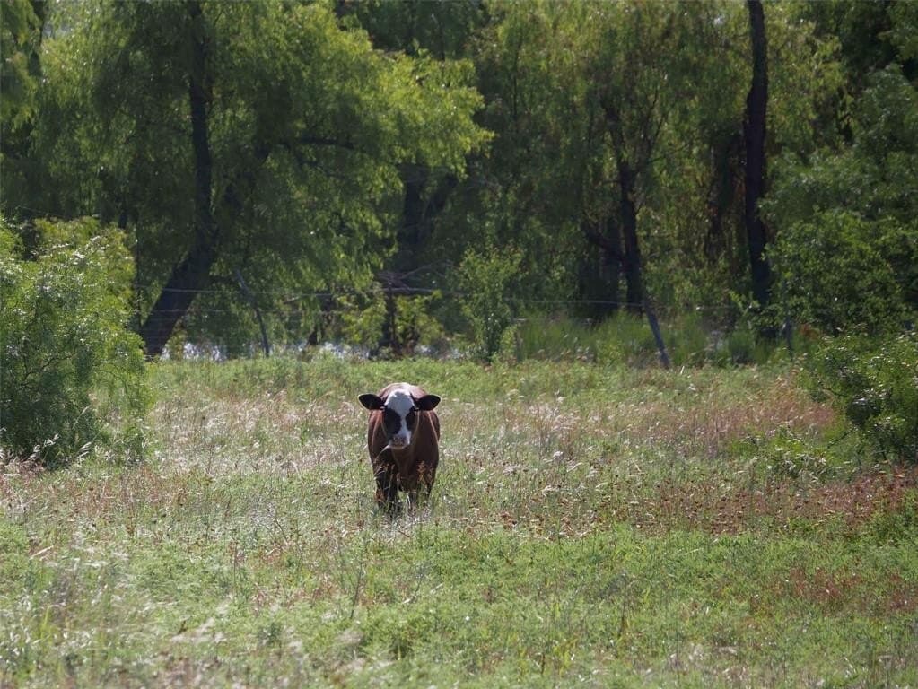 524.36 acres in Eastland County gallery image 3