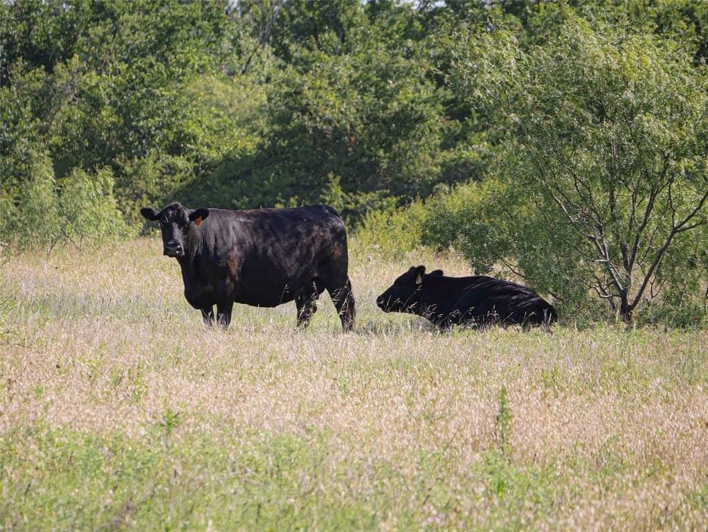 524.36 acres in Eastland County gallery image 2