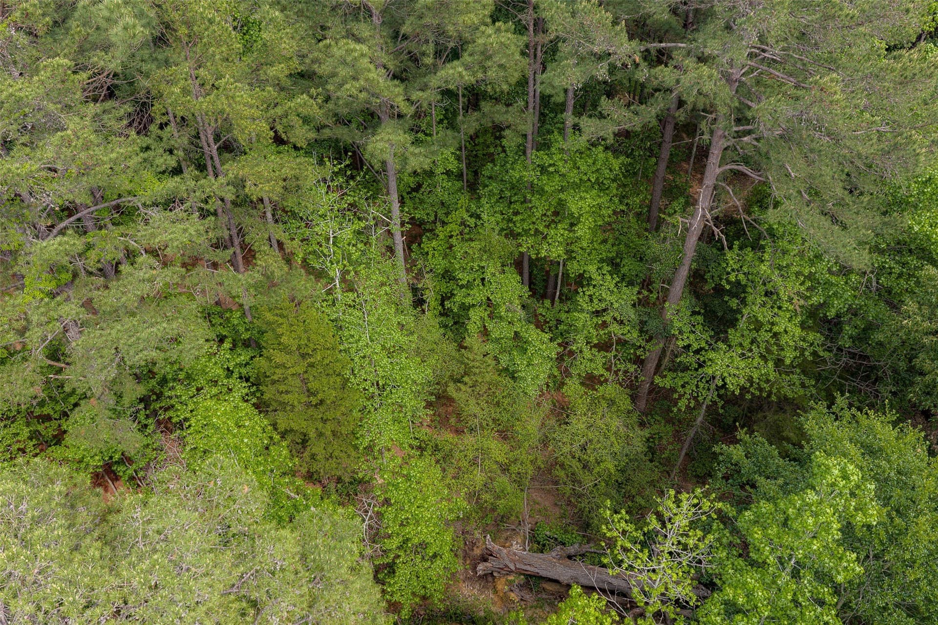 34.06 acres in Anderson County - photo 35