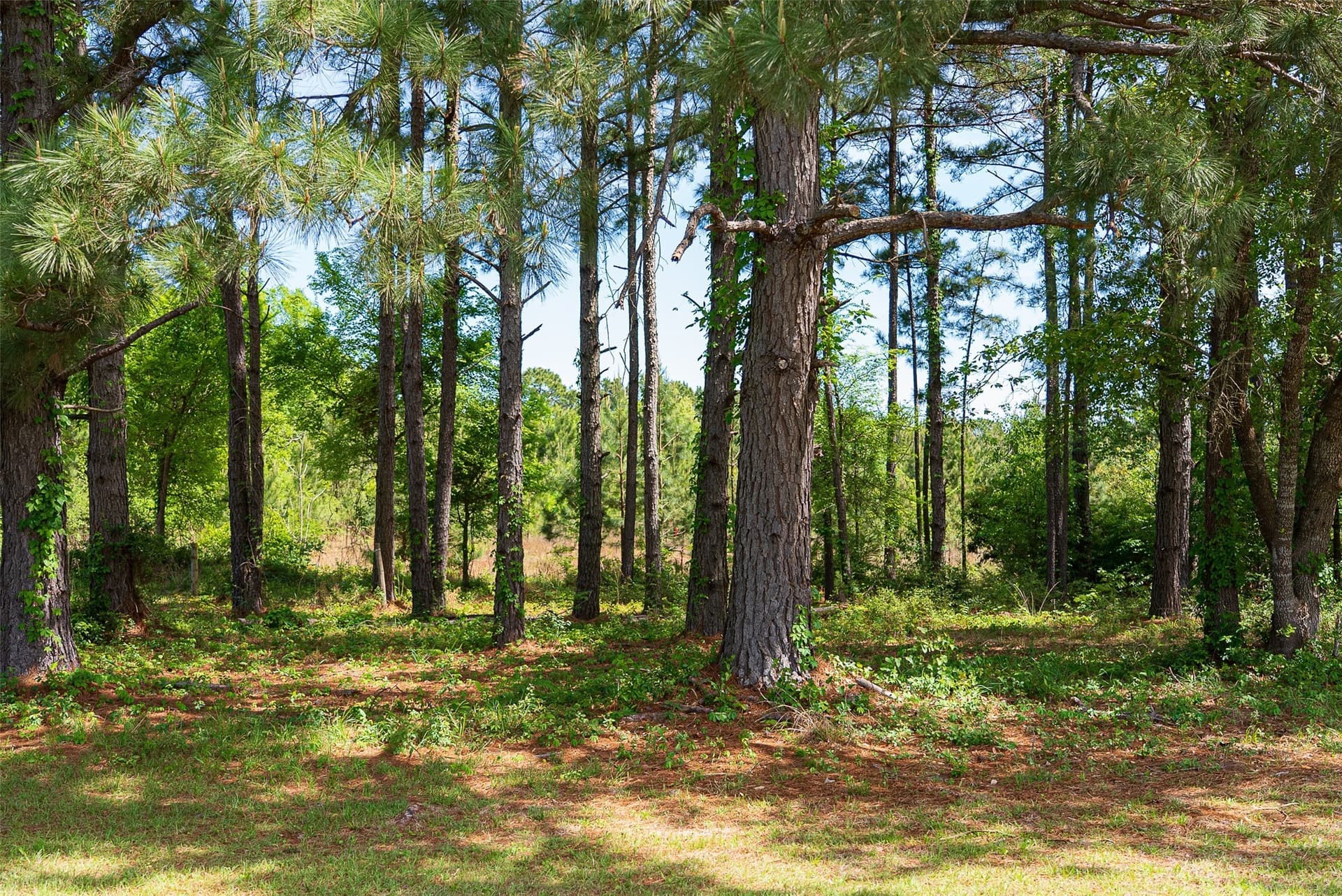 34.06 acres in Anderson County - photo 34