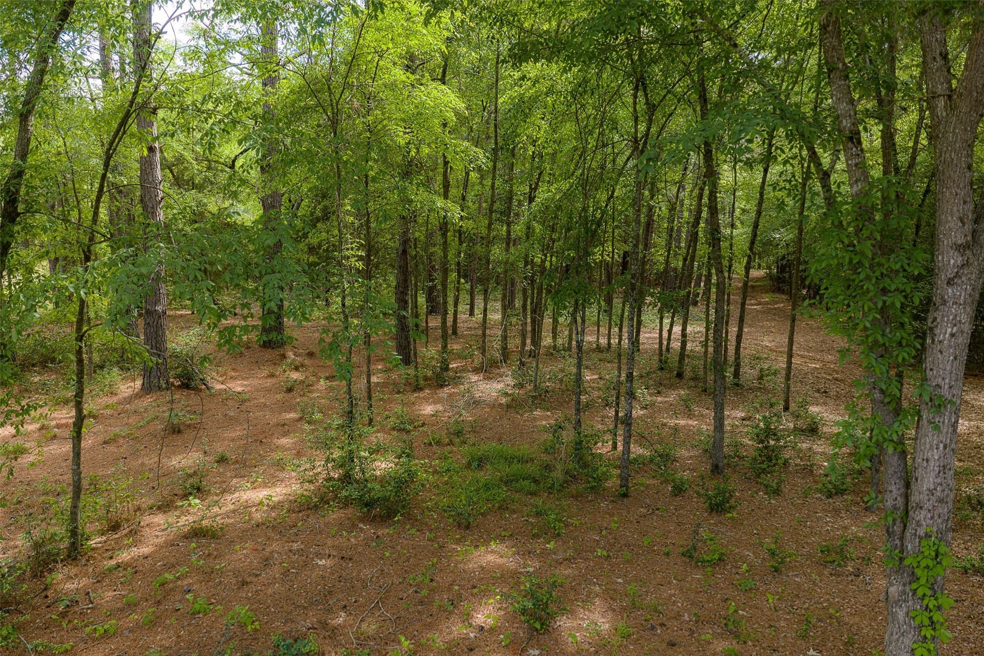 34.06 acres in Anderson County - photo 30
