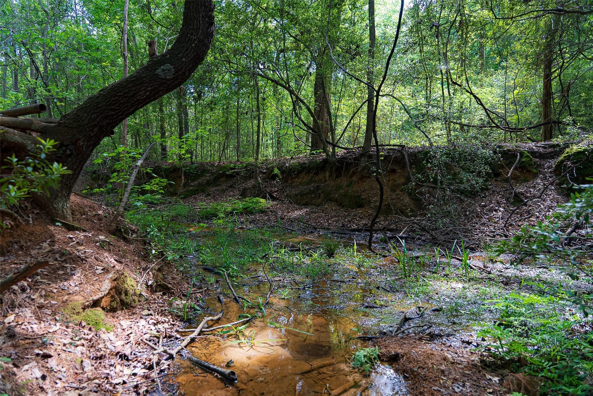34.06 acres in Anderson County - photo 6