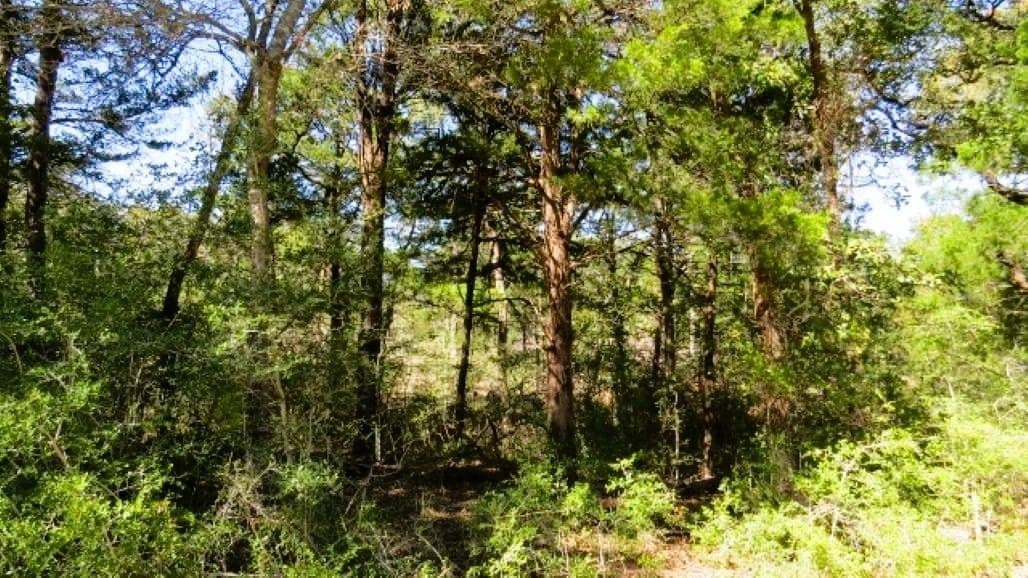 45.52 acres in Robertson County - photo 10