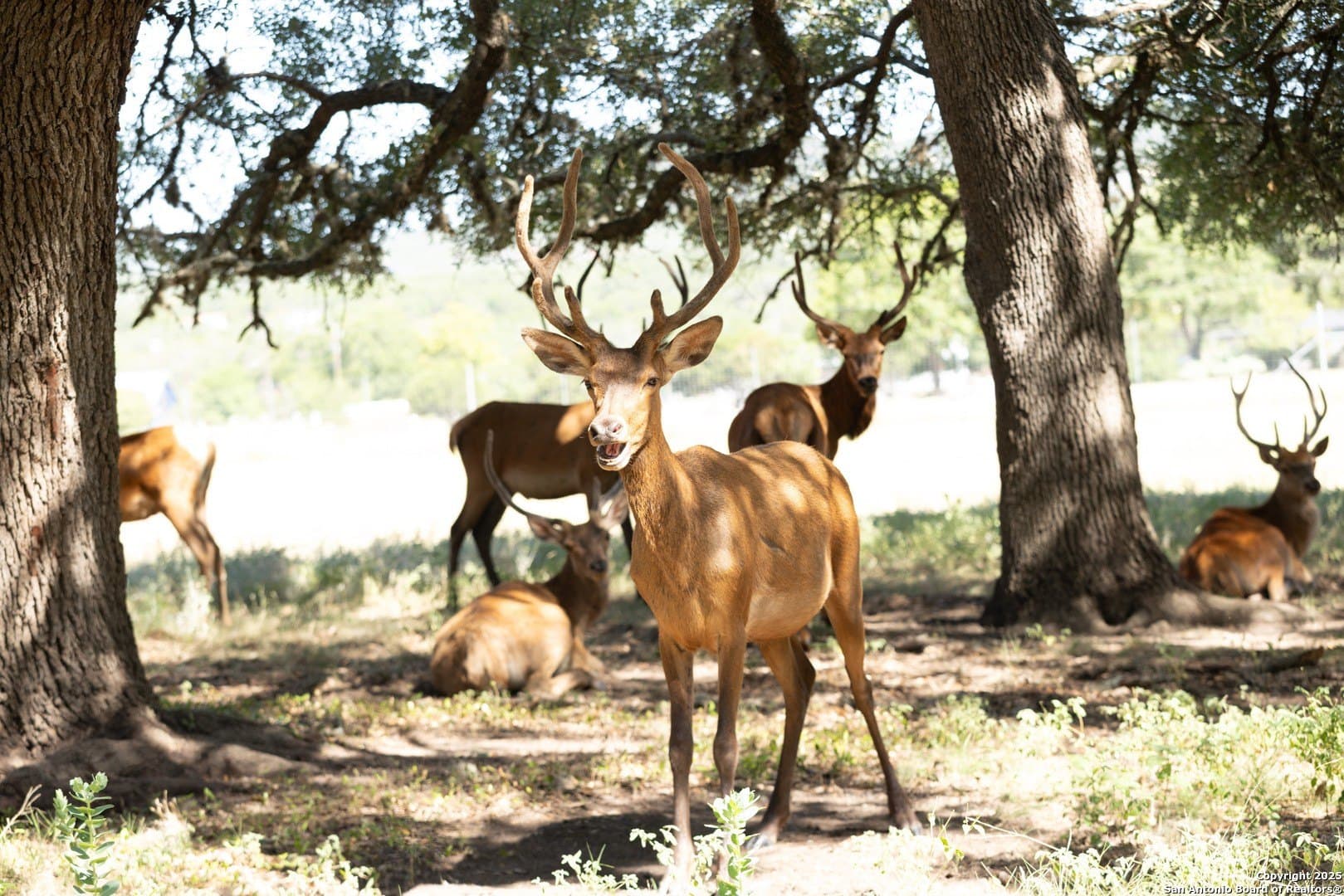 5 acres in Bandera County - photo 15