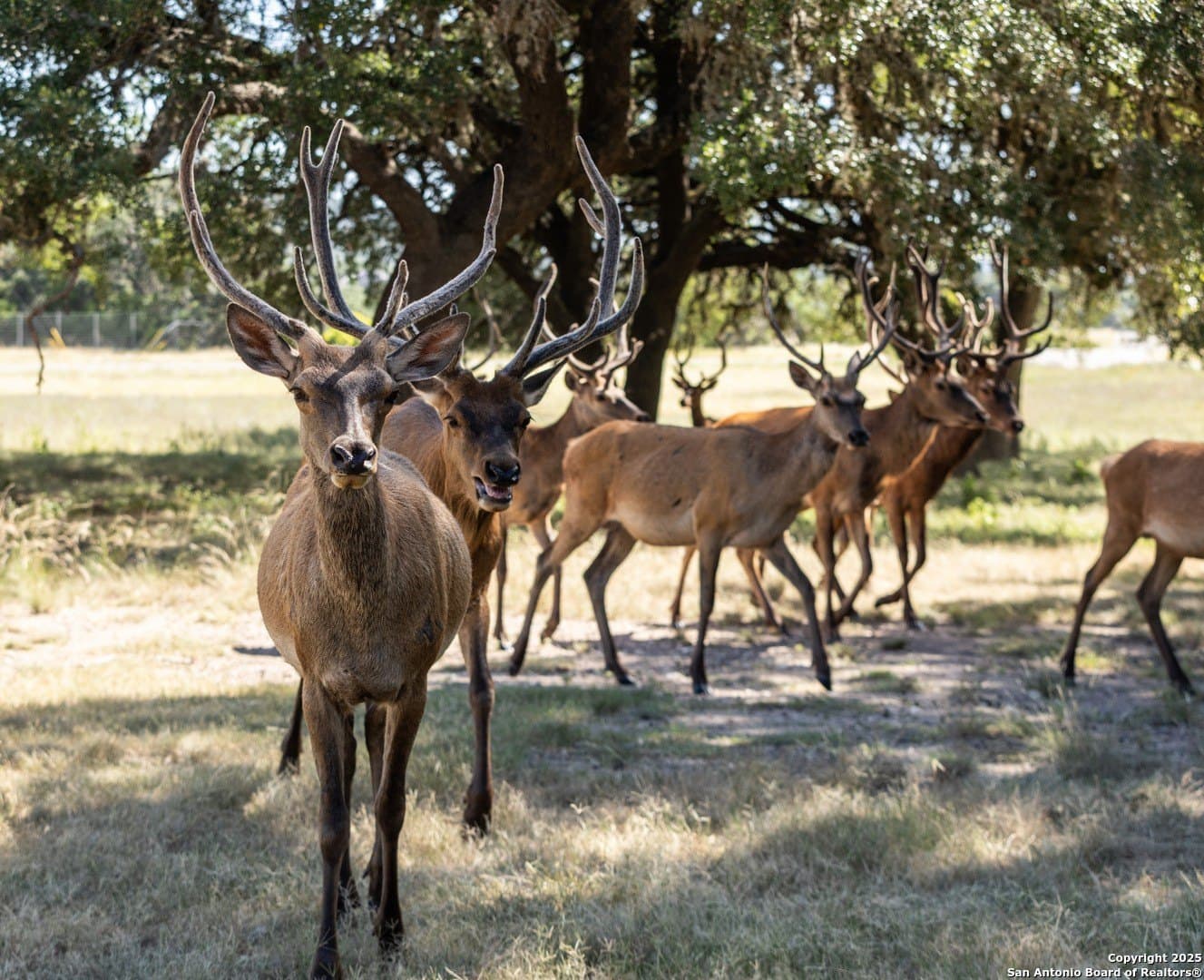 5 acres in Bandera County - photo 16
