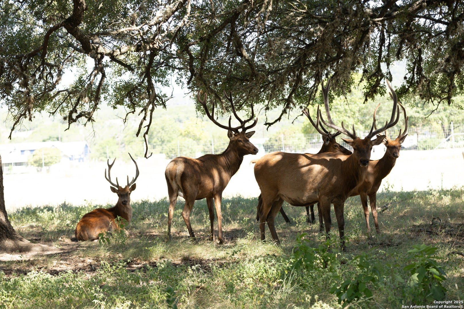 5 acres in Bandera County gallery image 3