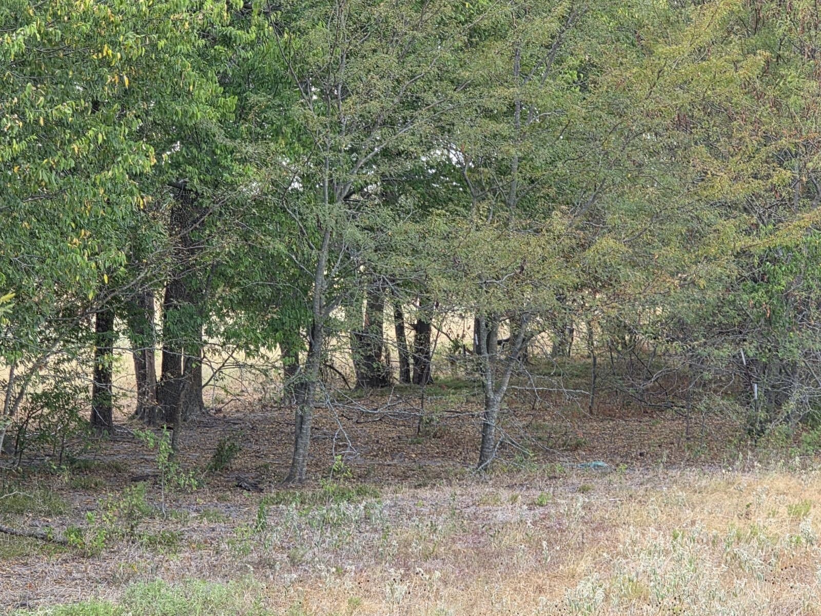 143.3 acres in Hunt County - photo 8