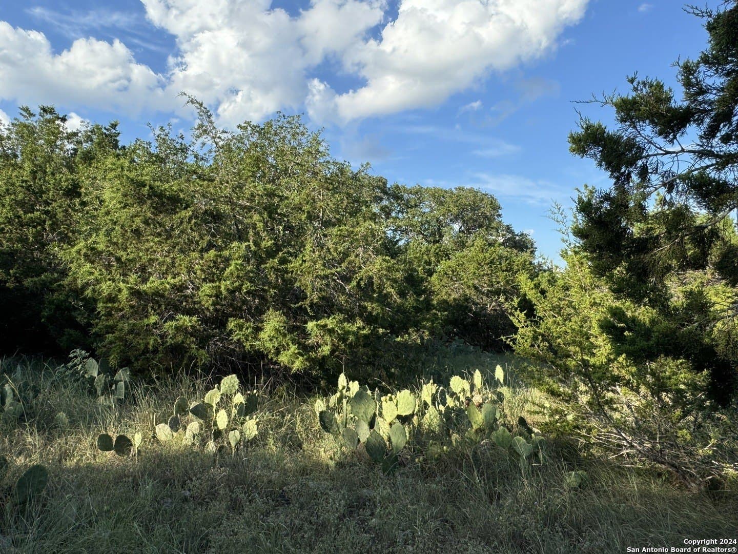 0.32 acres in Comal County gallery image 2