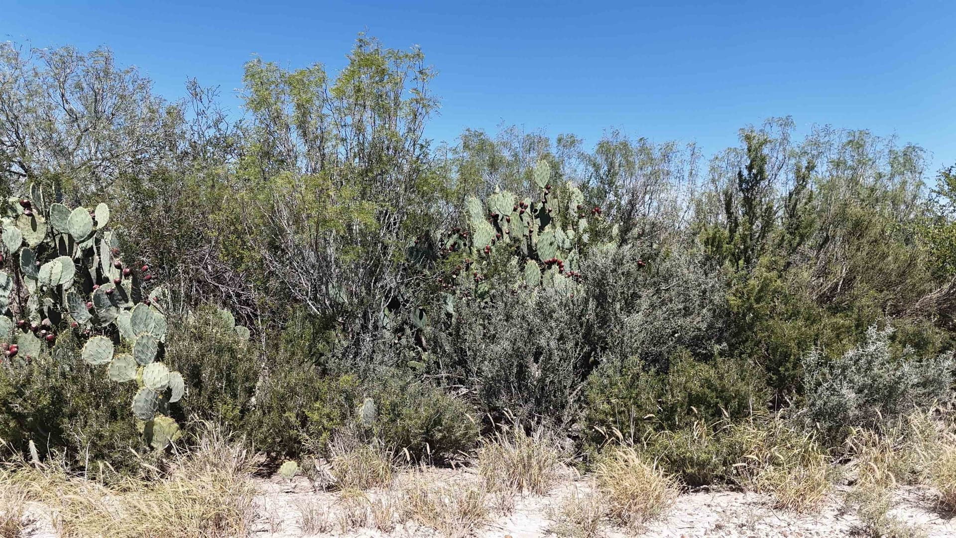 4.15 acres in Webb County gallery image 3