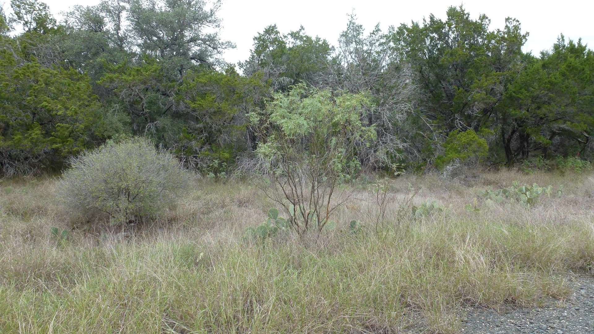 0.25 acres in Burnet County gallery image 2