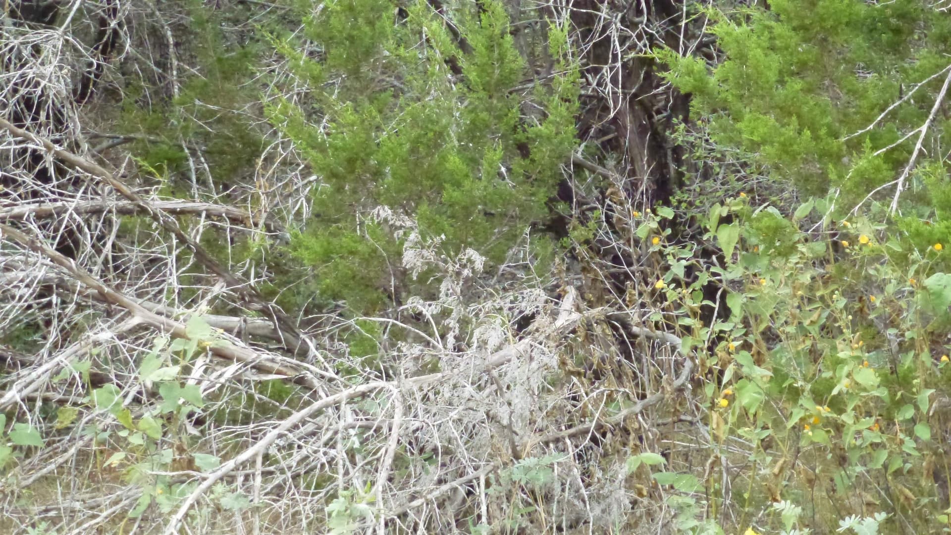 0.25 acres in Burnet County - photo 6