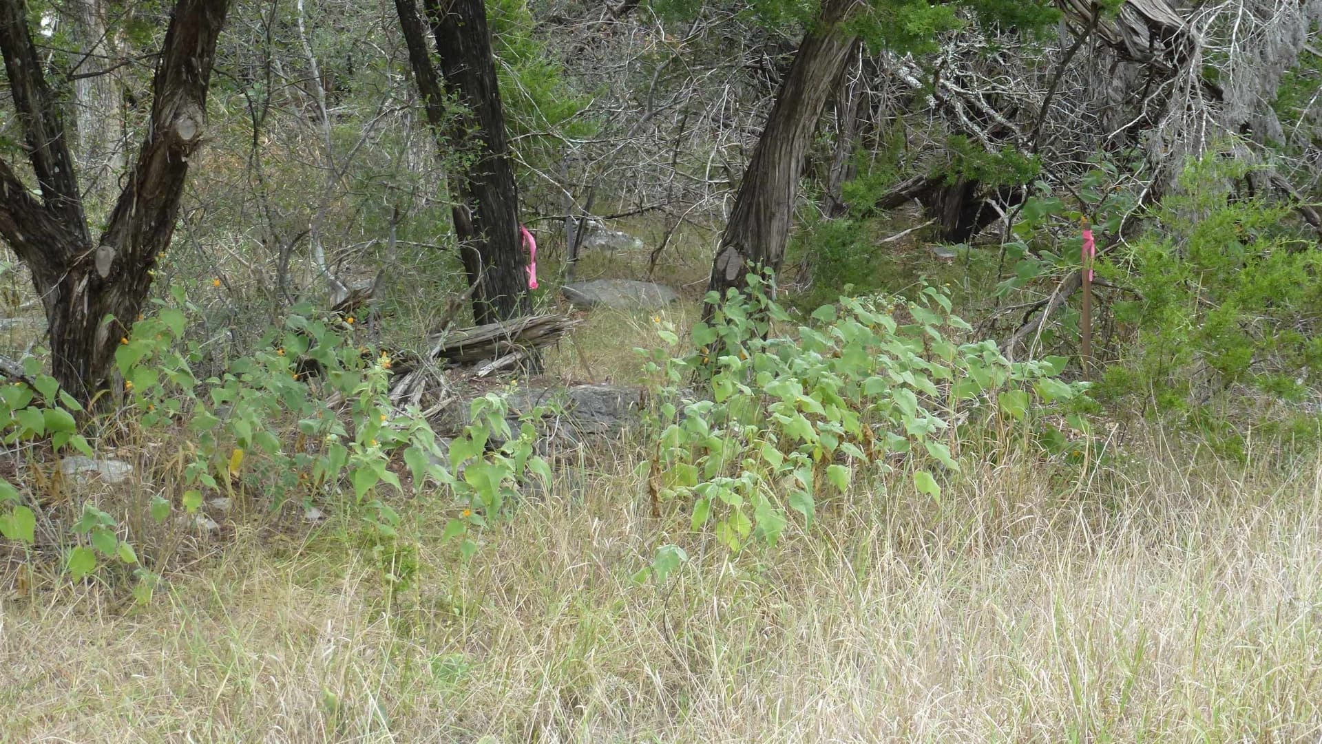 0.25 acres in Burnet County gallery image 4