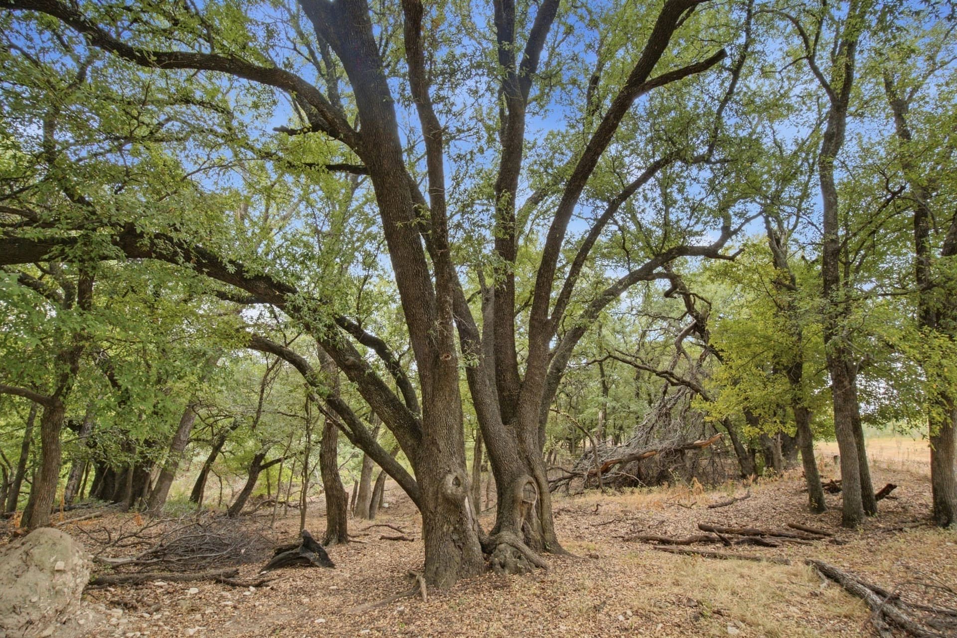 83 acres in Comanche County - photo 26