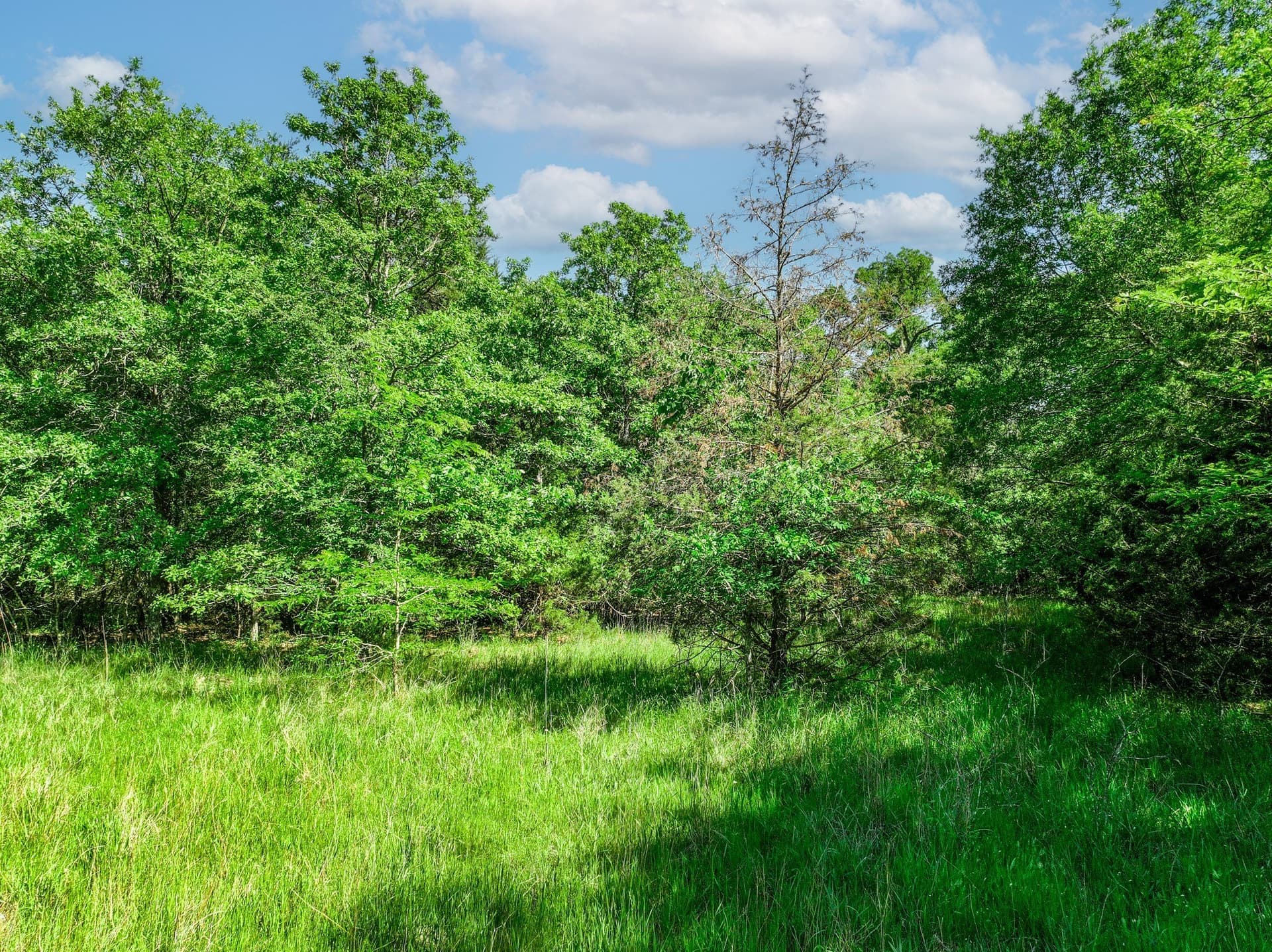 22.89 acres in Hopkins County - photo 13