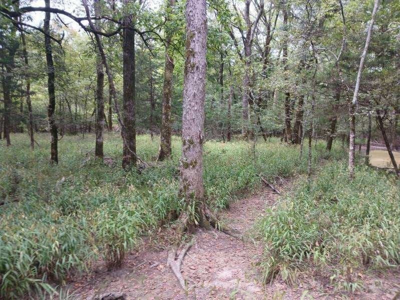 22.89 acres in Hopkins County - photo 23