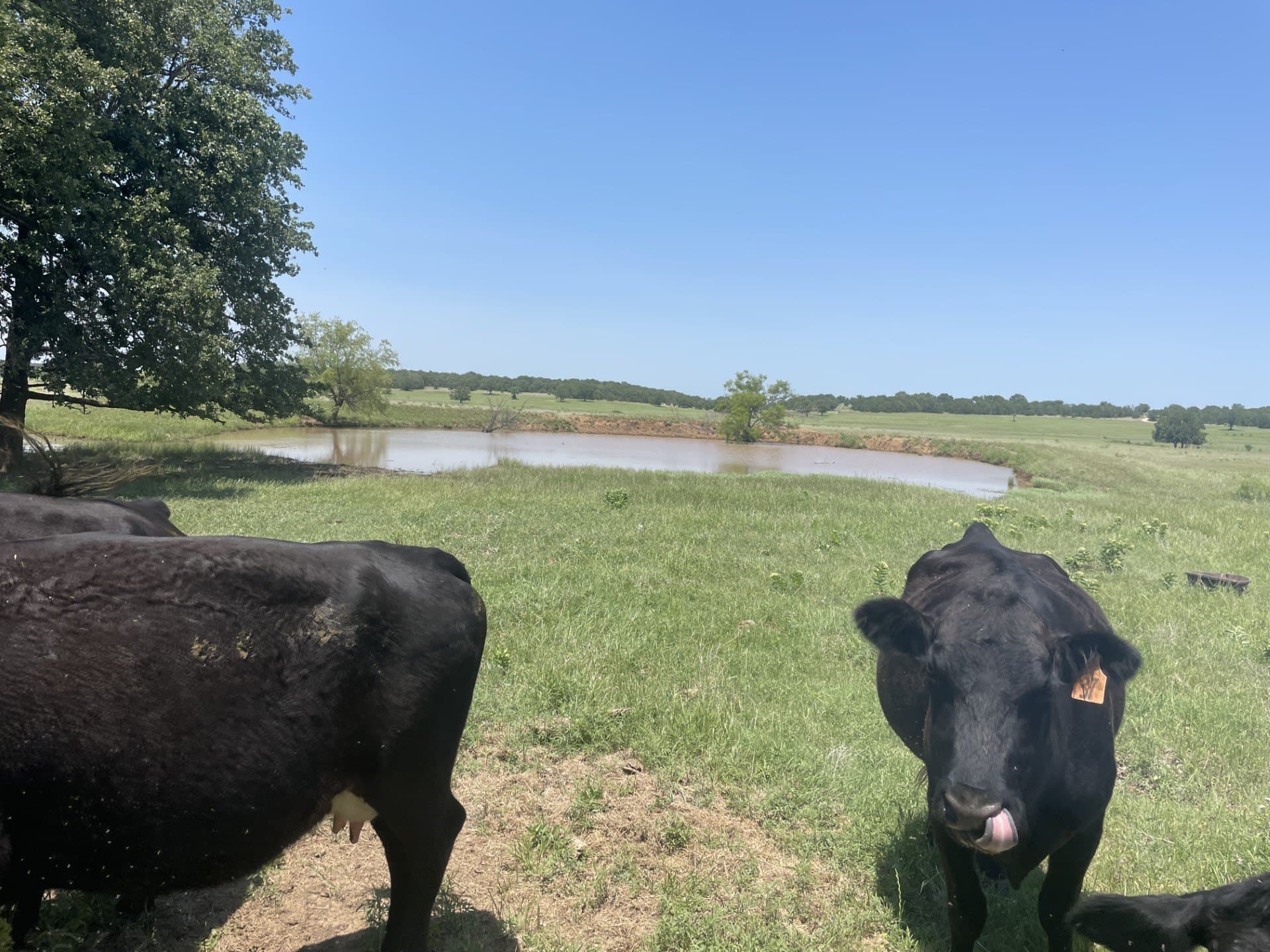 127 acres in Montague County - photo 6