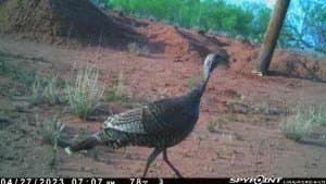 75 acres in Mitchell County - photo 34
