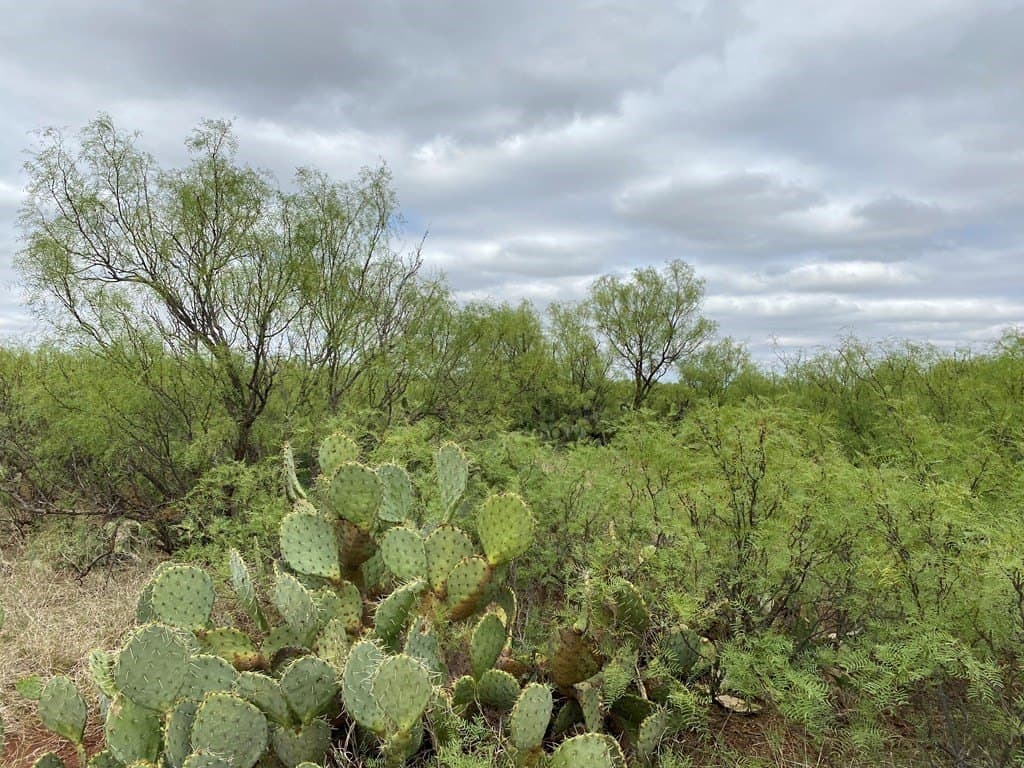 75 acres in Mitchell County - photo 19