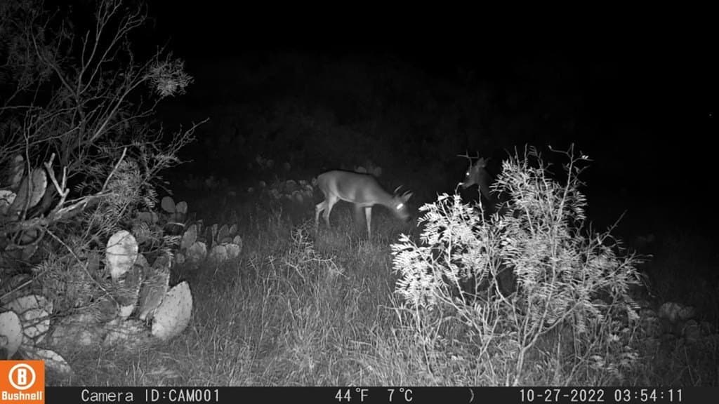 75 acres in Mitchell County - photo 29