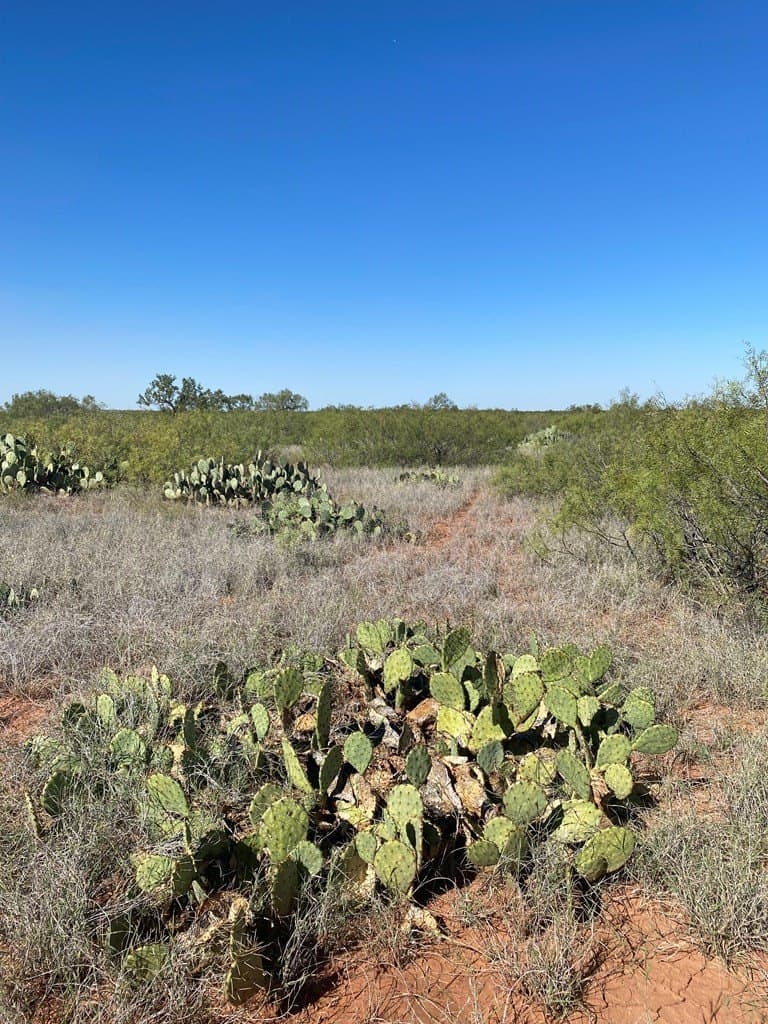 75 acres in Mitchell County - photo 3