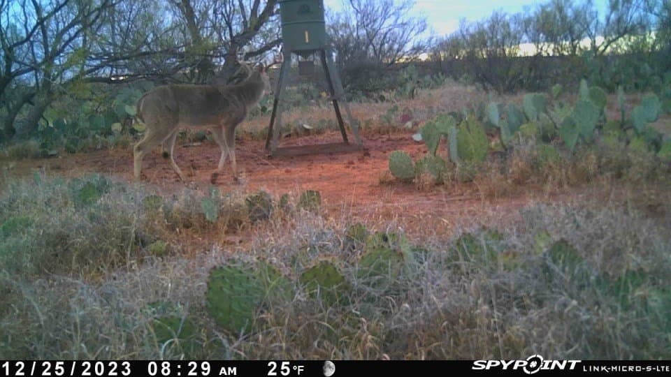 75 acres in Mitchell County - photo 25