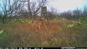 75 acres in Mitchell County - photo 30